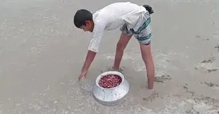 অসময়ের বৃষ্টিতে নওগাঁয় ফসলে ব্যাপক ক্ষতি